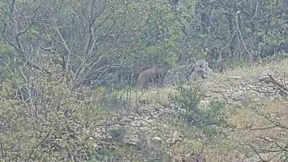 Orhaneli yolunda ayı paniği kamerada