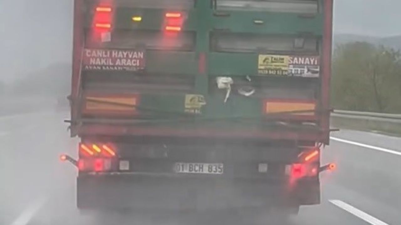 Otoyolda tırdan sarkan tavuklar kameraya yansıdı