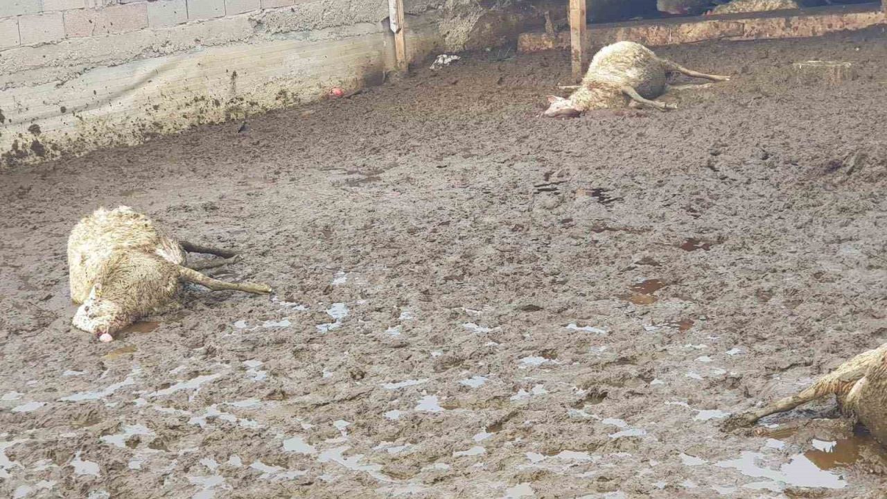 Polatlı’da kurt saldırısı: 15 koyun telef oldu