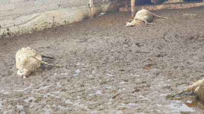 Polatlı’da kurt saldırısı: 15 koyun telef oldu
