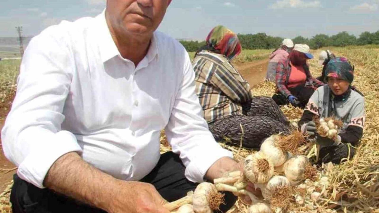 Sağlam ve Altun, Araban sarımsağının gelişimini inceledi