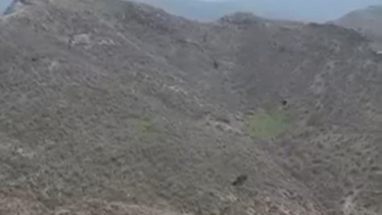 Şırnak’ta kartalın domuz avı kamerada
