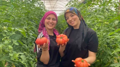 Üretime genç kadın eli değdi: O ilçede yıllık 550 bin ton domates hasat ediliyor