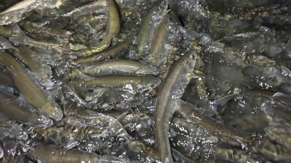 Van Gölü’nde inci kefali göçü başladı: Ekipler sağanak yağış altında nöbette