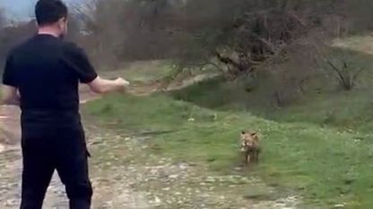 Yanına yaklaşan tilkiyi elleriyle besledi