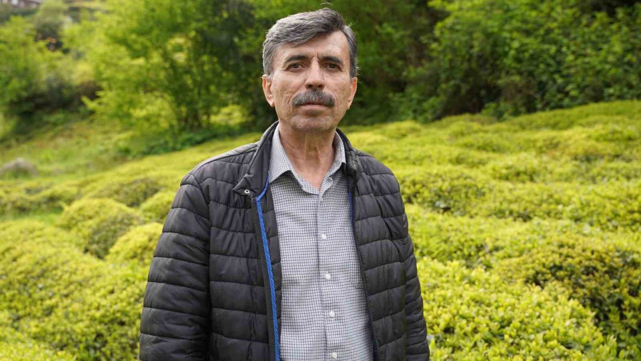 Yaş çay sezonuna sayılı günler kala üreticiler hazırlıklarını sürdürüyor