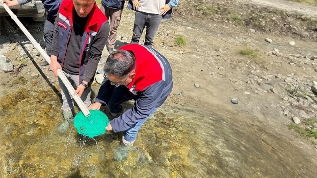 Yığılca’da derelere 50 bin kırmızı benekli alabalık yavrusu bırakıldı
