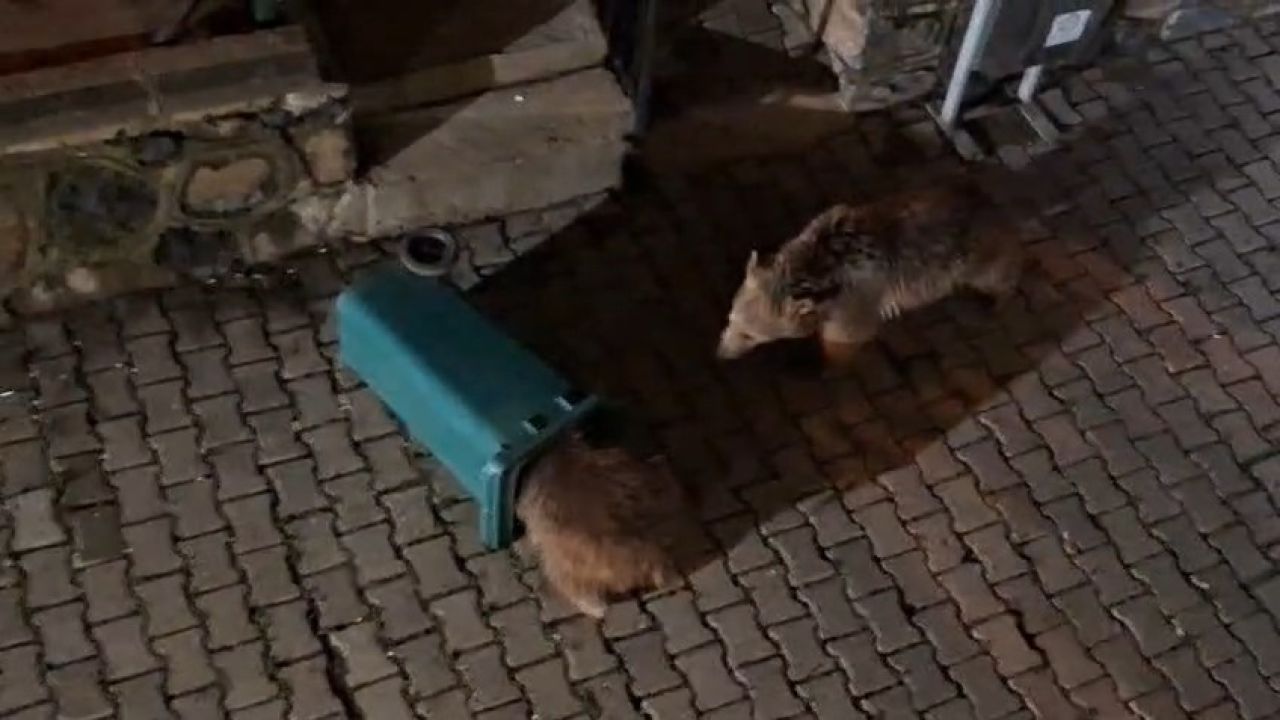 Yiyecek arayan ayı ve yavruları görüntülendi