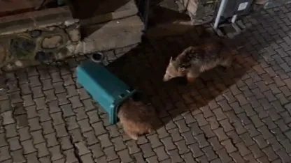Yiyecek arayan ayı ve yavruları görüntülendi