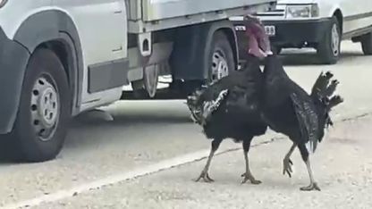 Yol ortasındaki hindi kavgası trafiği durdurdu
