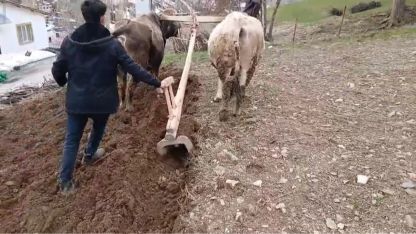 Zamana direnen gelenek: Bahçesaray’da traktörün giremediği dik yamaçlarda karasaban mesaisi