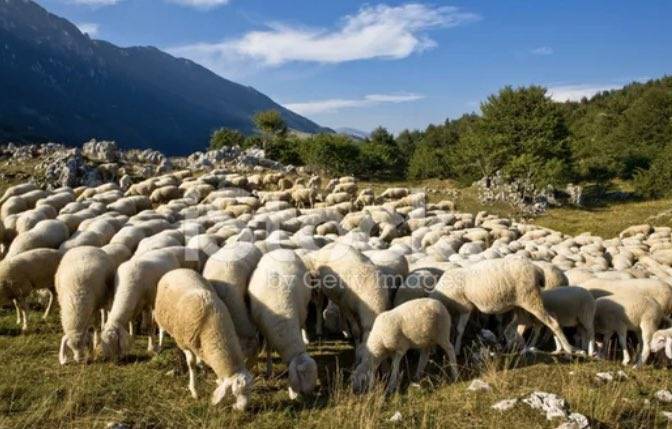 PAHALI ETE VE İTHAL DANAYA KARŞI 100 MİLYON KÜÇÜKBAŞ SORUN NEREDE?