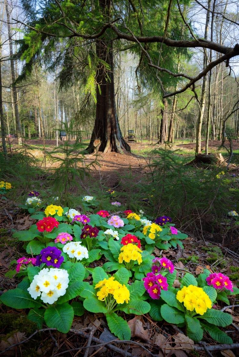 Karın altında titreten soğuk günlerde bile, toprağın içinden cesaretle başını uzatan minicik kahramanlar var: Çuha çiçekleri..