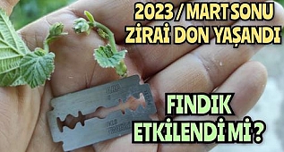 Yaşanan ZİRAİ DON Sonrası Fındık Bahçesi Kontrolü | Zarar Var mı ?